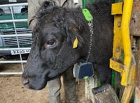 Virtual cattle fences on Dartmoor