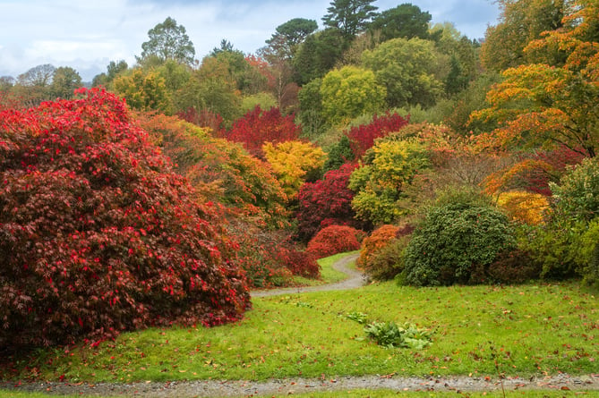 The Acer Glade at The Garden House in October - now is the time to appreciate the autumn colours