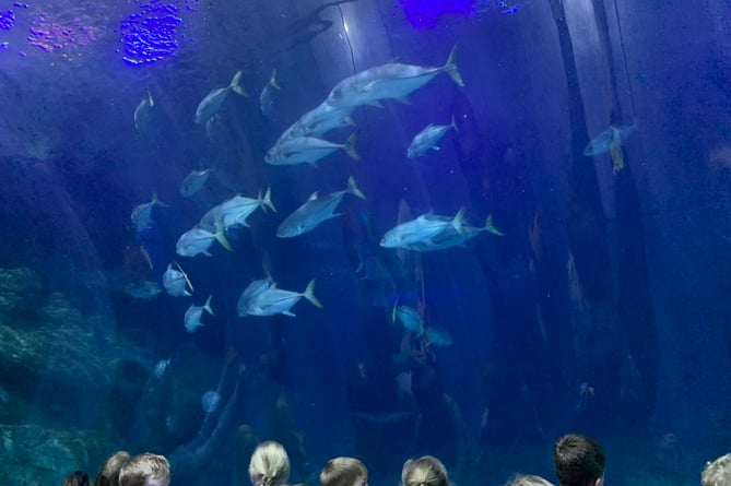 West Devon Beaver Scouts having a sleepover at Plymouth's National Marine Aquarium.