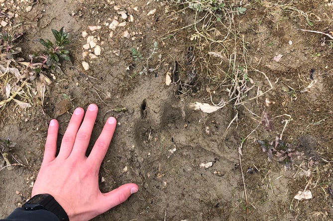 The tracks of a brown bear on the banks of Lake Barrea in the Abruzzo Lazio e Molise National Park, with Rui's hand for scale