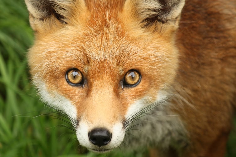 Up to 16 foxes were kept in enclosures at Ms Auburn's home in Grayshott