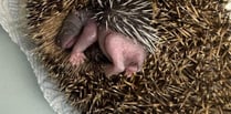 Hedgehog rescue needs your help