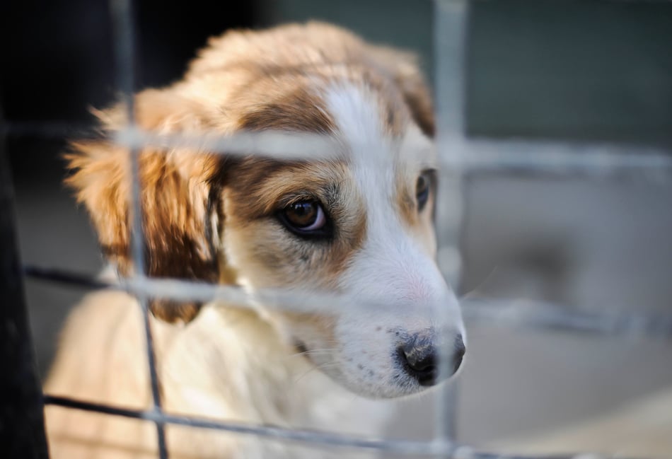 Number of pets abandoned in Devon rose by a quarter