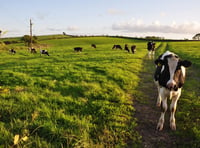 Torridge says plant-based menus not fair on farmers