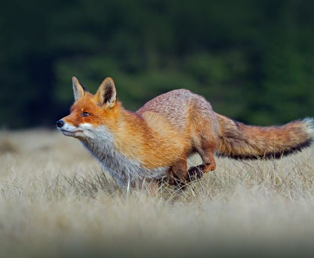 Family left distraught after witnessing alleged fox hunt