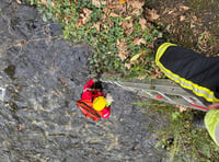 Dog saved from river