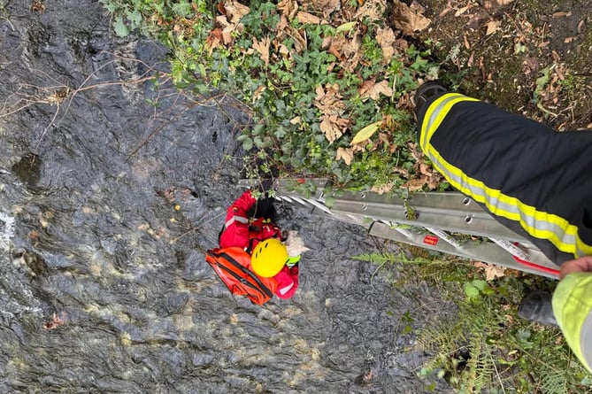 Tavistock Fire and Rescue team help a little dog to safety after it fell int the river at Tavistock yesterday.