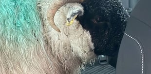 Sheep escorted off A30 by police