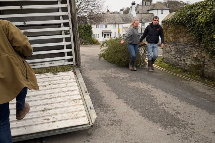 Jack Geake and Millie Logan collecting Tavistock Methodist Church's 14ft  Christmas Tree