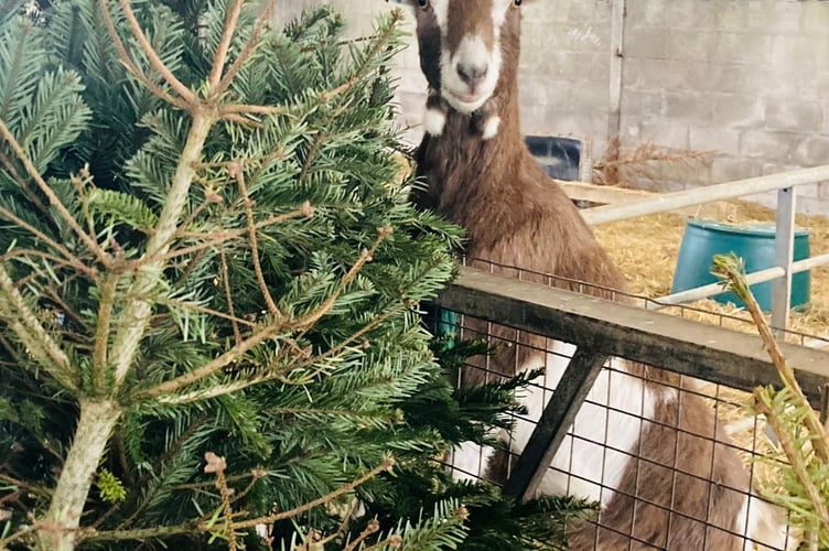 One of the goats with their present of Christmas trees