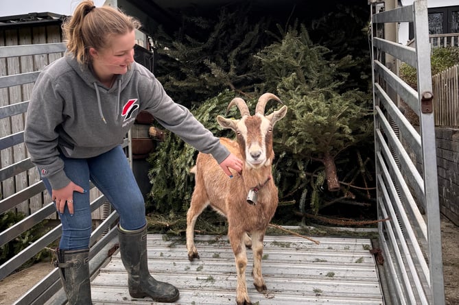 Millie Logan and one of the goats benefiting from a gift of tasty Christmas trees