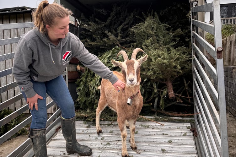 Millie Logan and one of the goats benefiting from a gift of tasty Christmas trees