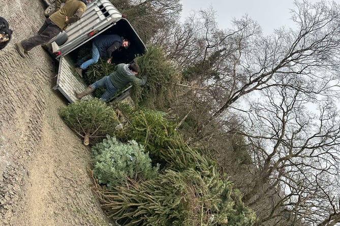 Young farmers Josh Sleep, Tim Westcott and Harry Reddicliffe loading up the trees