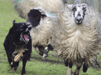 Sheep attack advice event