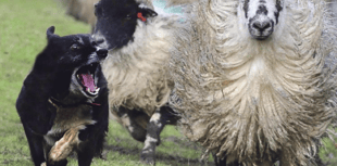 Livestock dog attacks – legal hope