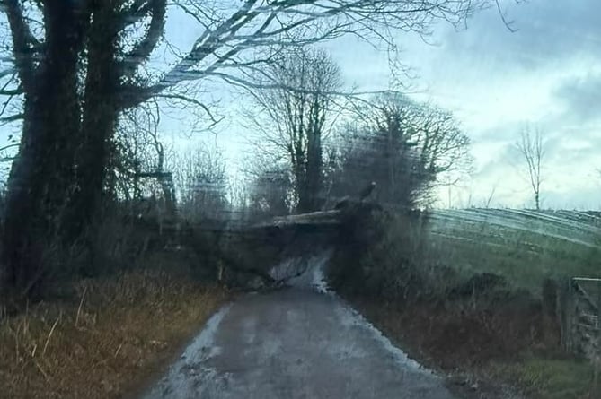 Road blocked by a large fallen tree in Milton Abbot after over night high winds.