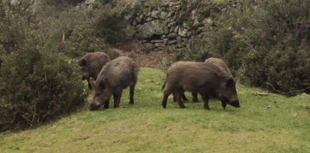 Video appears to show wild boar roaming freely on Dartmoor 