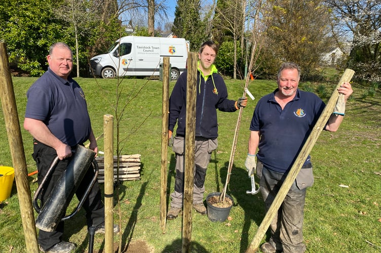 Tavistock Town Council's tree planters Jason Read, Karl Tait and Rob Mcgechie planting the trees in The Meadows