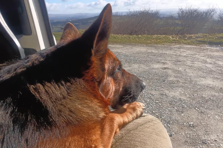 Bee Turner's dog Shelby looking out of their van, which has been their home for nearly a year