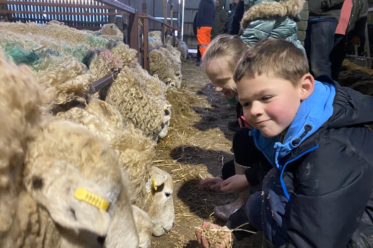 Getting up close, children at Greenwell Farm lambing open day.